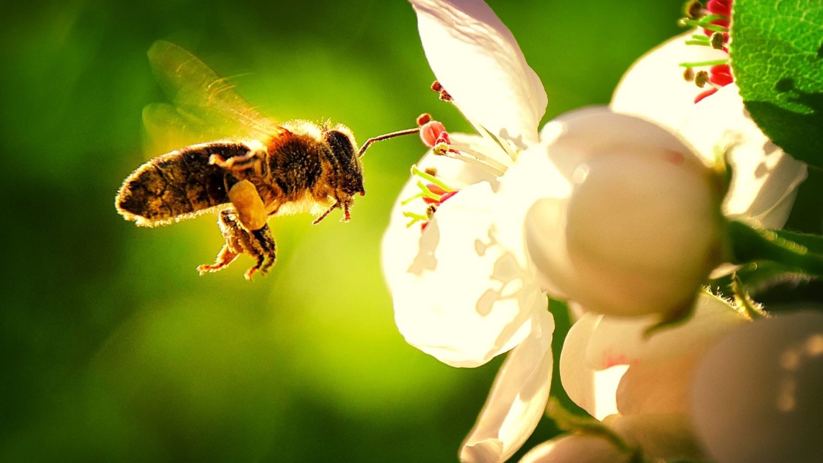 Pollinator on native bloom