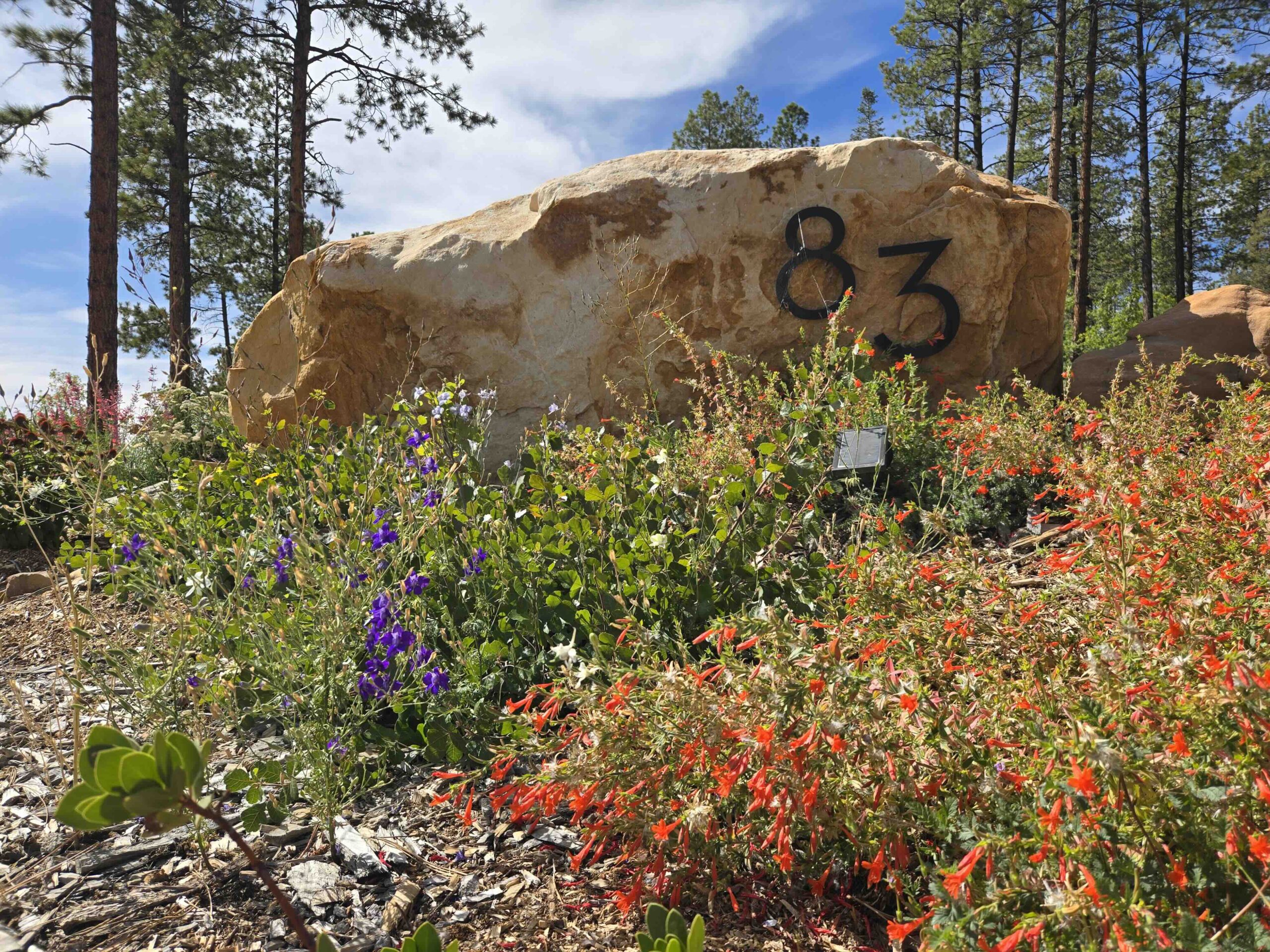 The Hillside That Drinks