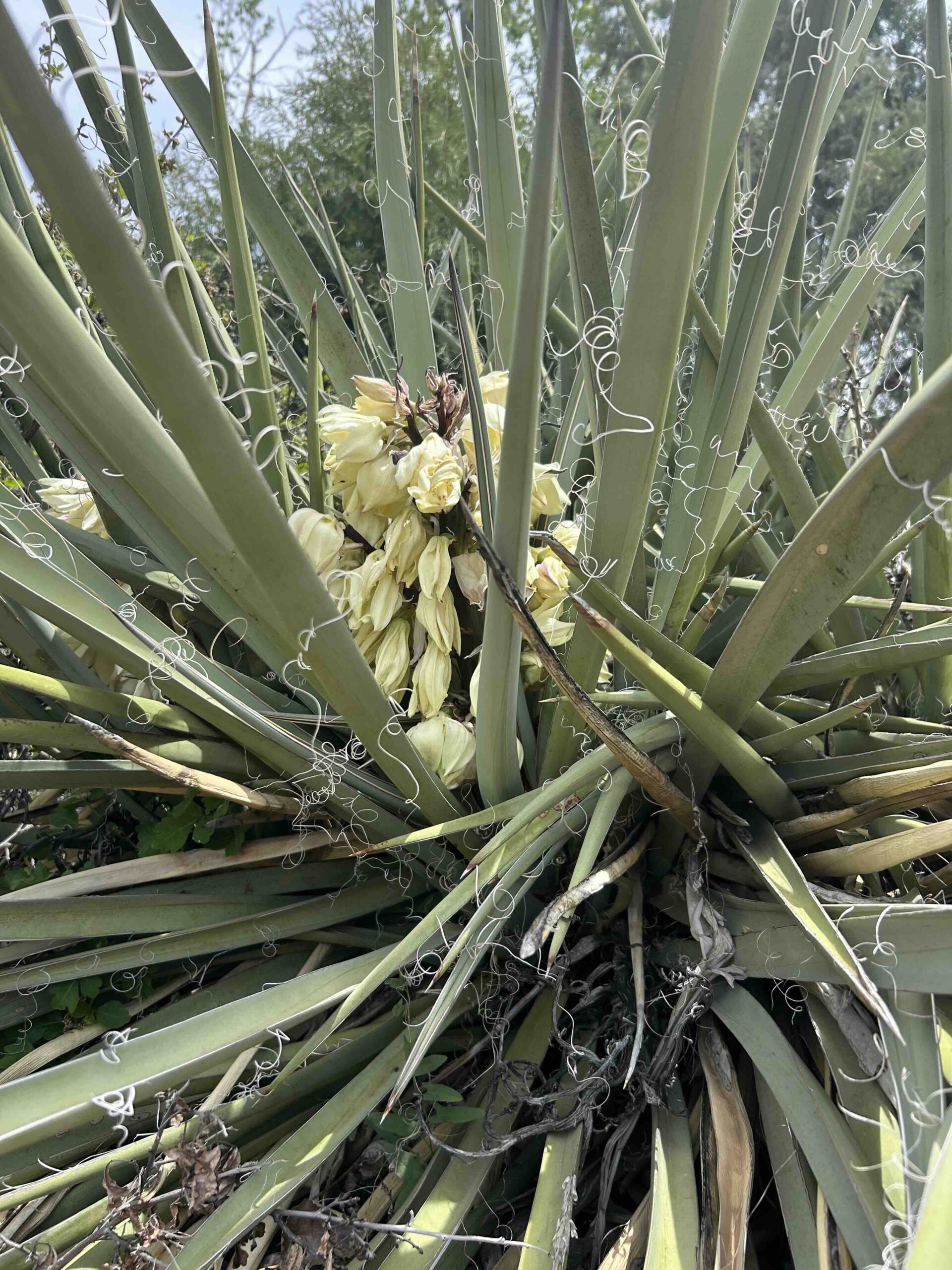 Yucca filamentosa in bloom — creamy white flower stalk rising above a rosette of sword-shaped leaves