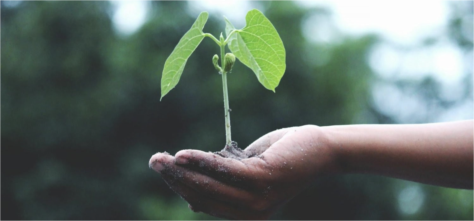Healthy, living soil — the foundation of a thriving landscape