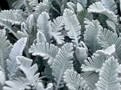 The beautiful foliage of Partridge Feather