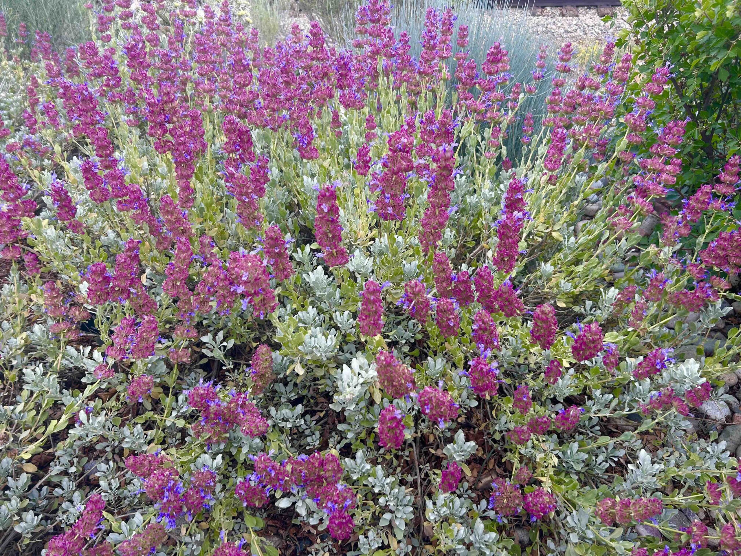 Close-up of Mojave Sage's mauve-purple bracts at Durango Botanic Gardens
