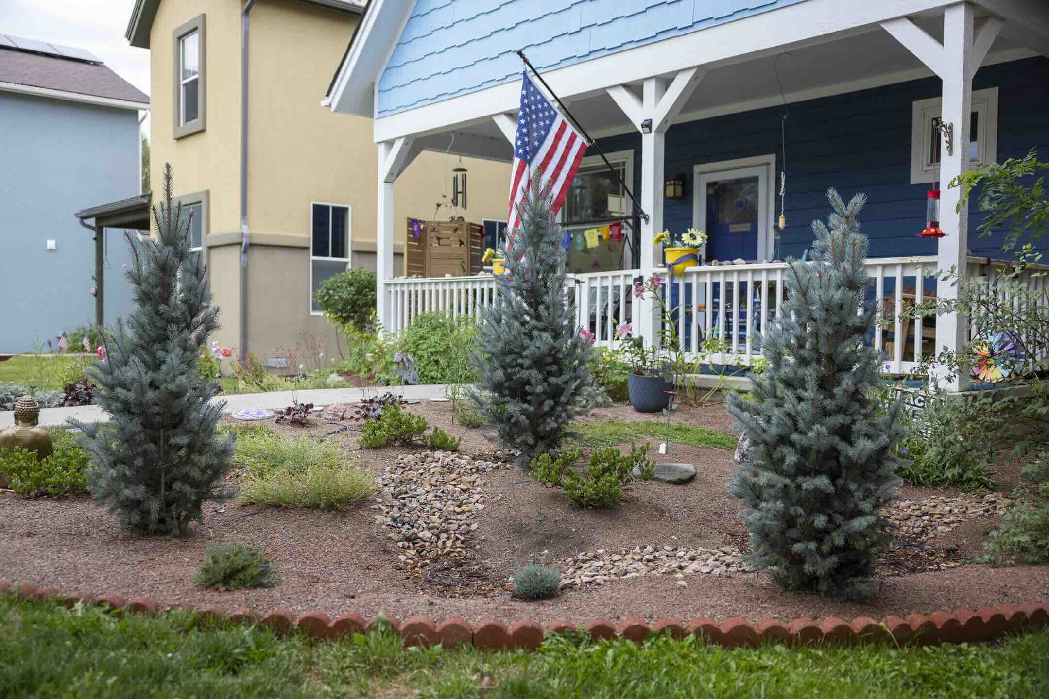Blue Totem spruces and a small dry creek bed in a Durango front yard rainscape at 3 Springs