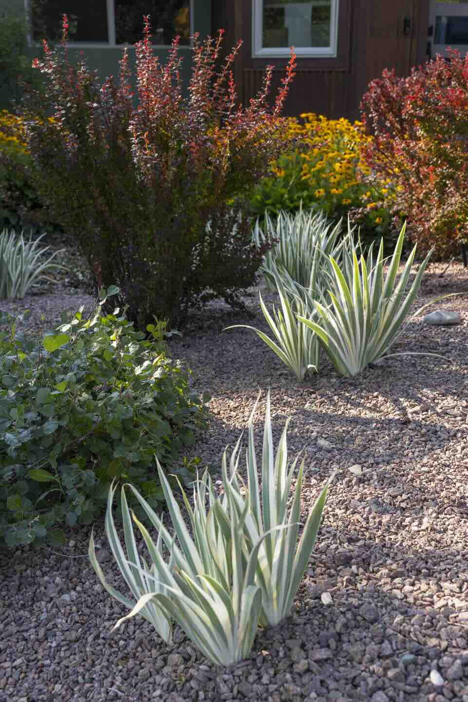 Close-up of red barberry and variegated yucca in a gravel planting bed at Crestview in Durango