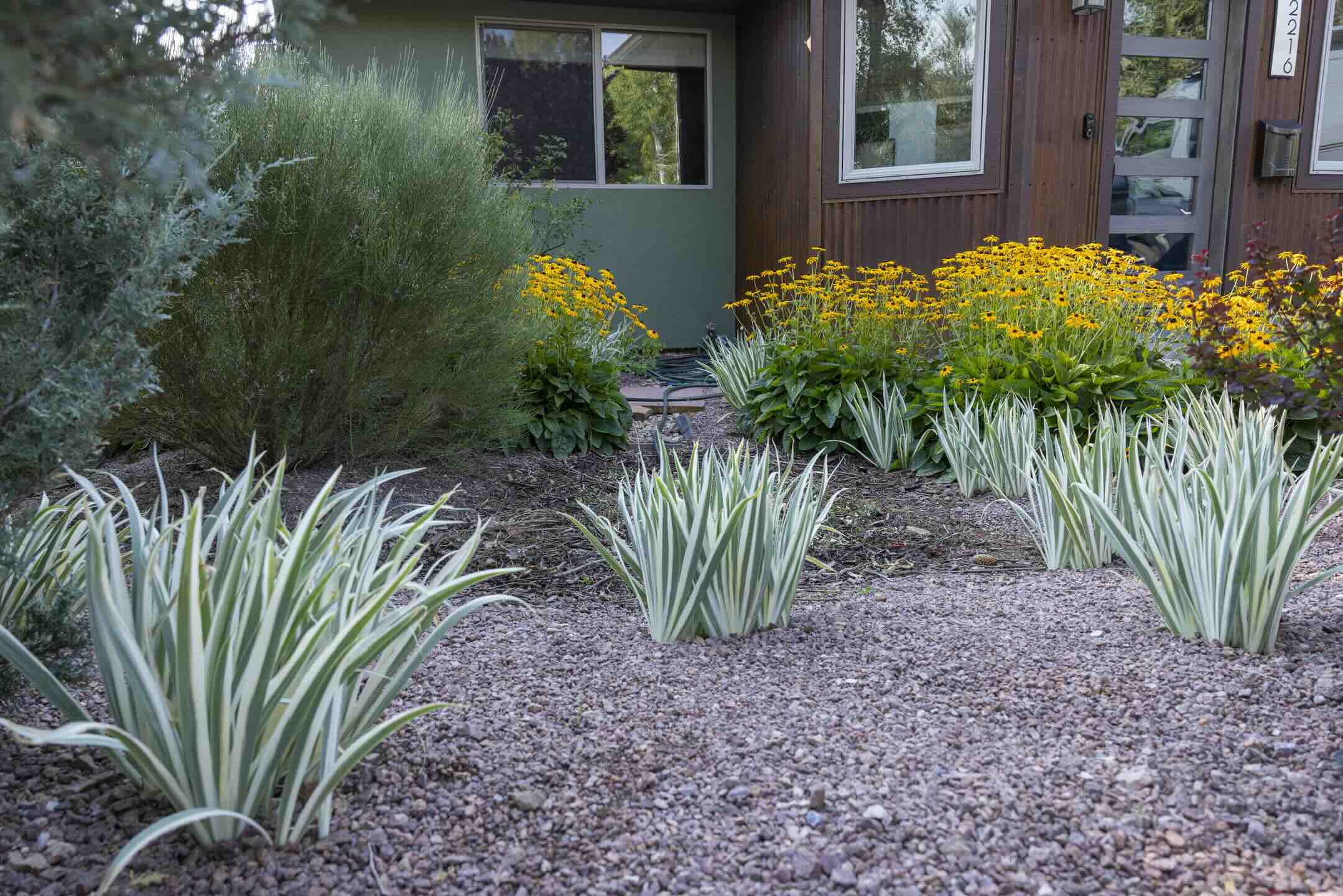 Black-eyed Susans and variegated yucca lining a gravel path at a Durango home in Crestview
