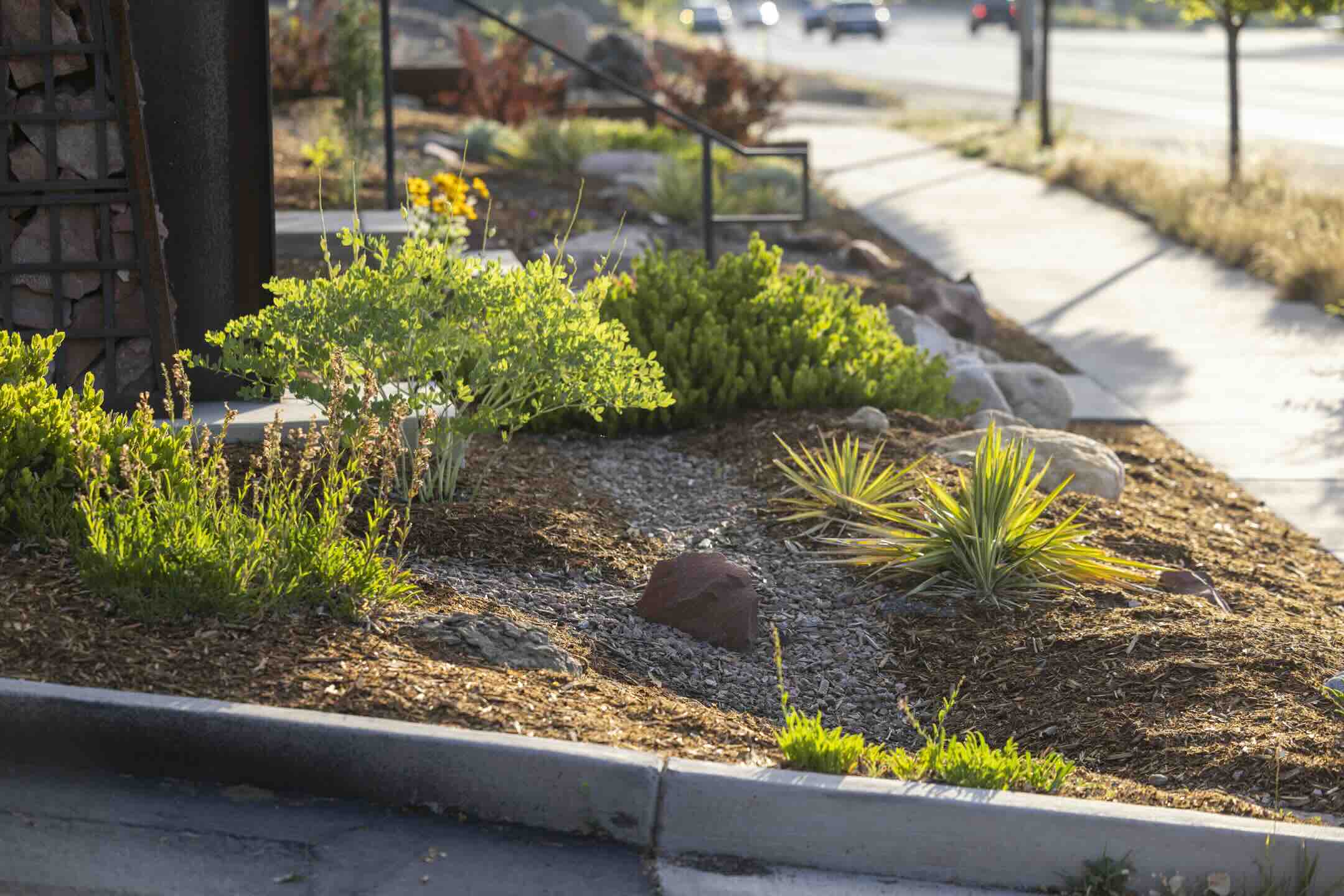 Close-up of native shrubs, yucca, and gravel mulch in a rain garden bed along the sidewalk at Durango Outdoor Exchange