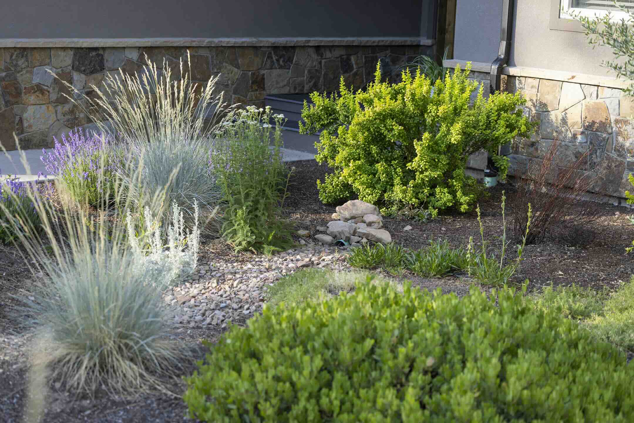 Xeric front yard planting with native grasses, lavender, and gravel basins at a Durango mountain home