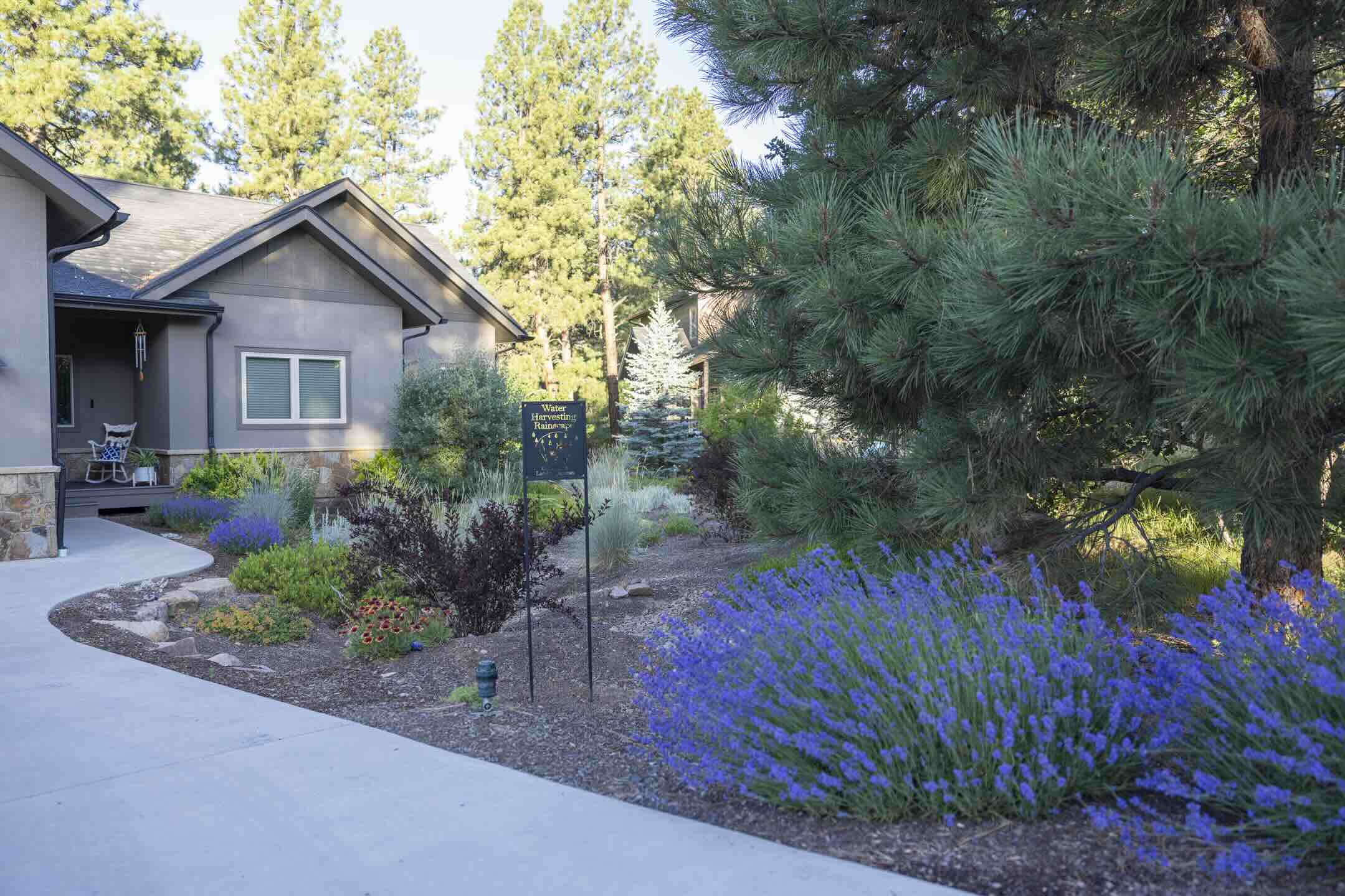 Water Harvesting Rainscape sign among blooming lavender and native plantings at Edgemont Highlands