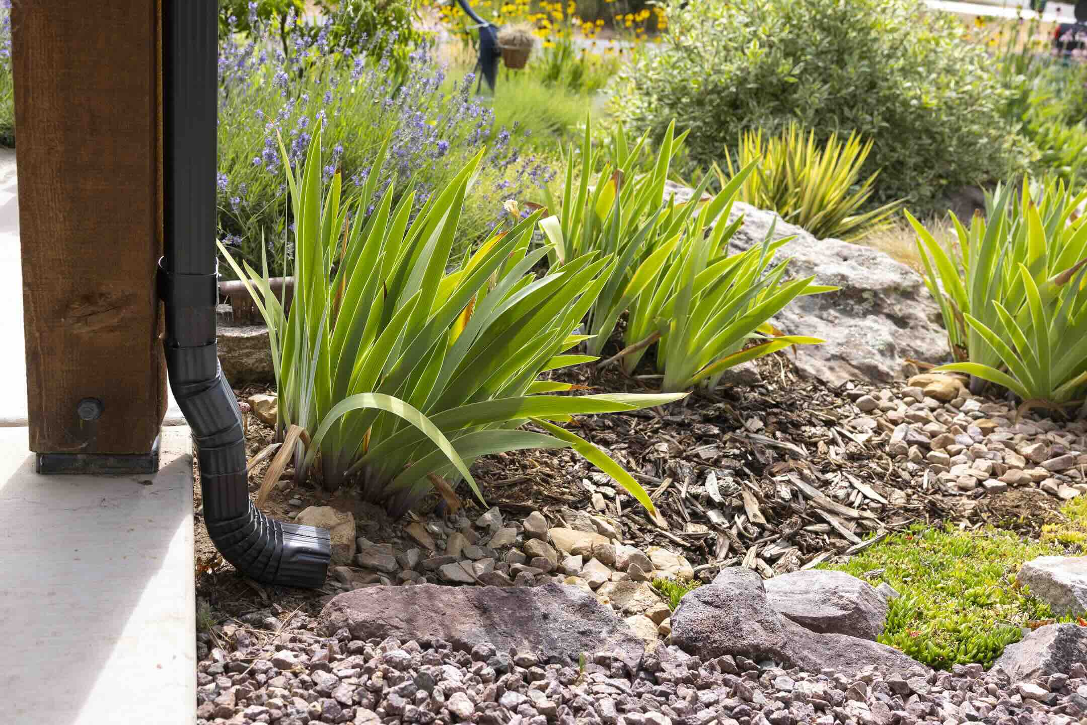 Downspout draining into a gravel and iris planting bed at Edgemont Meadows in Durango