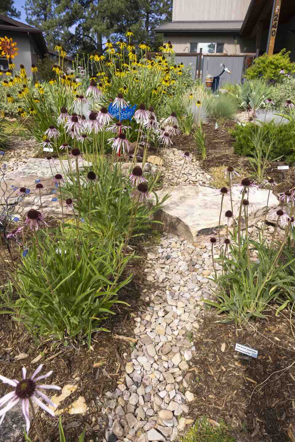 Dry creek bed lined with pale purple coneflowers and black-eyed Susans in a Durango meadow-style garden