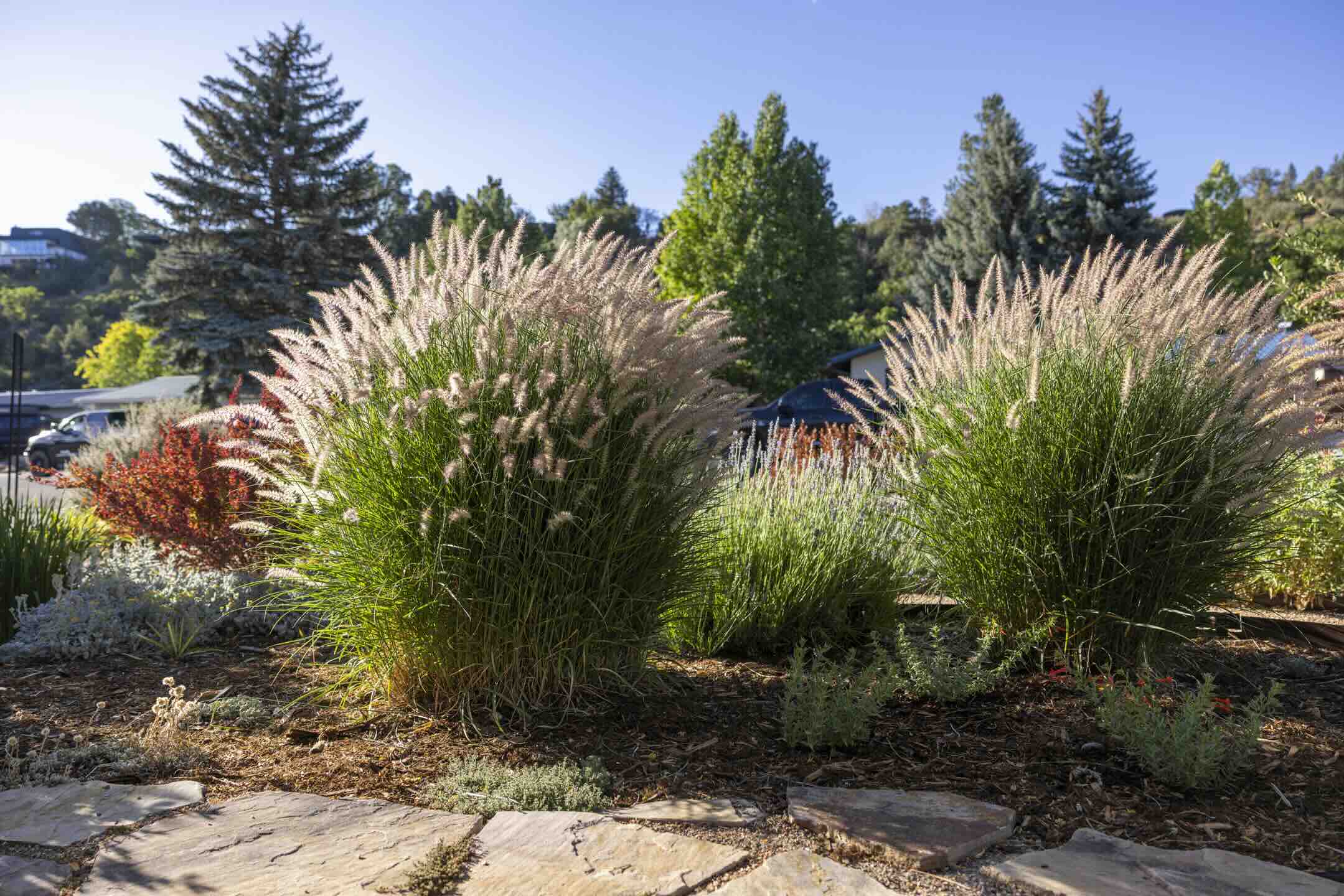Backlit fountain grass and native perennials along a gravel path at Florida Road / Oak Drive