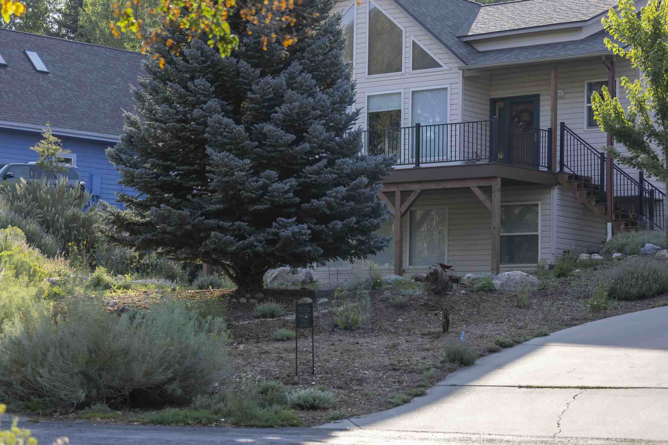 Mulched planting bed with blue spruce, boulders, and native perennials in front of a Durango home at Hillcrest
