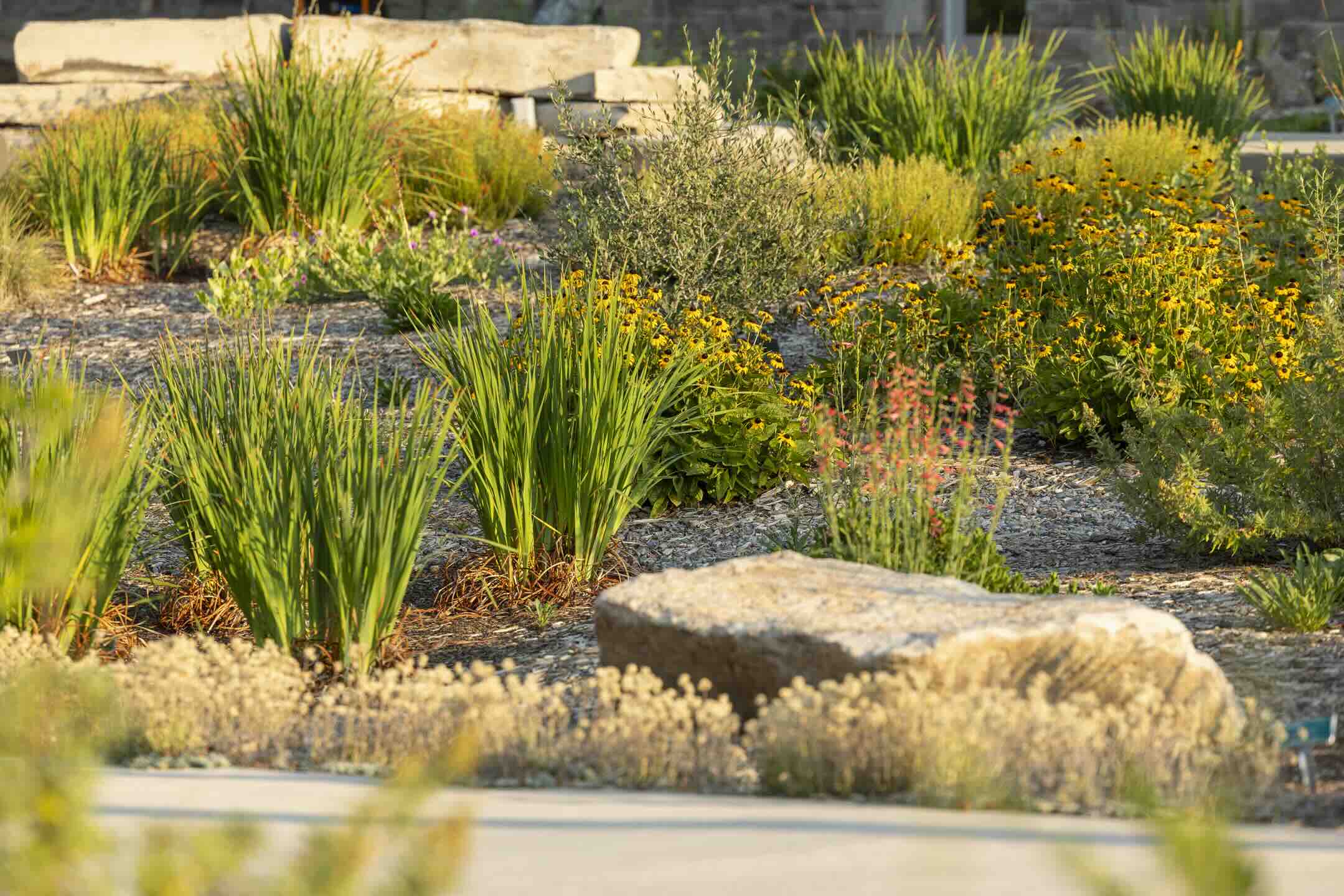 Native grasses, black-eyed Susans, and boulders in a demonstration rain garden at Santa Rita