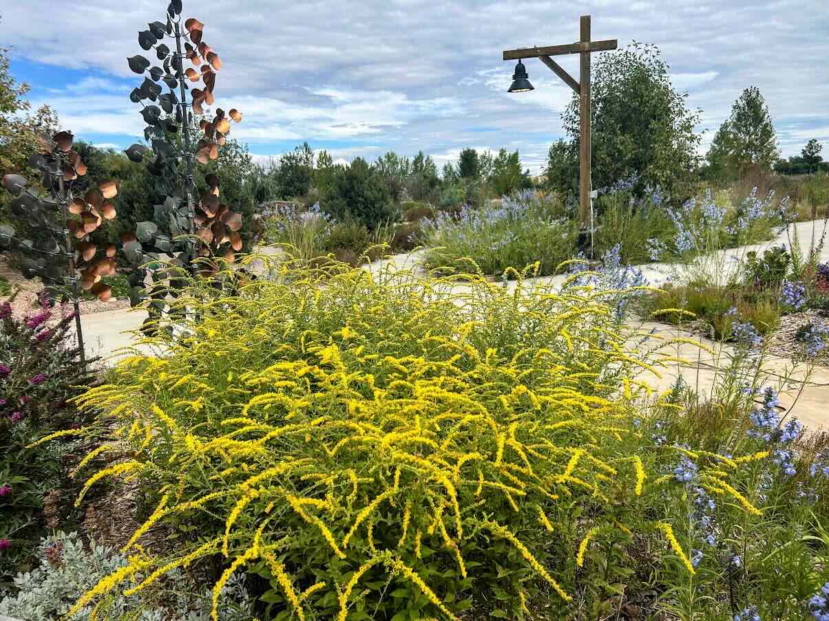 Arching, firework-like sprays of Solidago rugosa 'Fireworks' in full bloom
