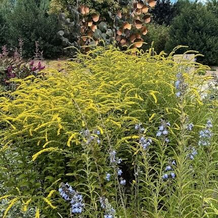 The arching, firework-like sprays of Solidago rugosa 'Fireworks' in full bloom at the Spring Creek Gardens in Fort Collins, Colorado.