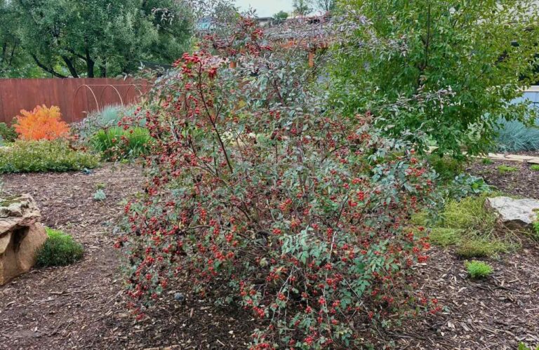 Clusters of orange-red rose hips on the arching, blue-gray foliage of Rosa glauca in fall