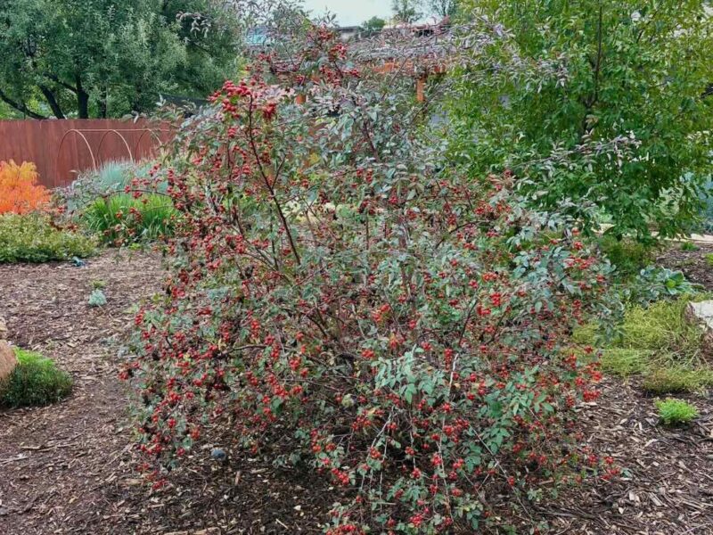 Clusters of orange-red rose hips on the arching, blue-gray foliage of Rosa glauca in fall