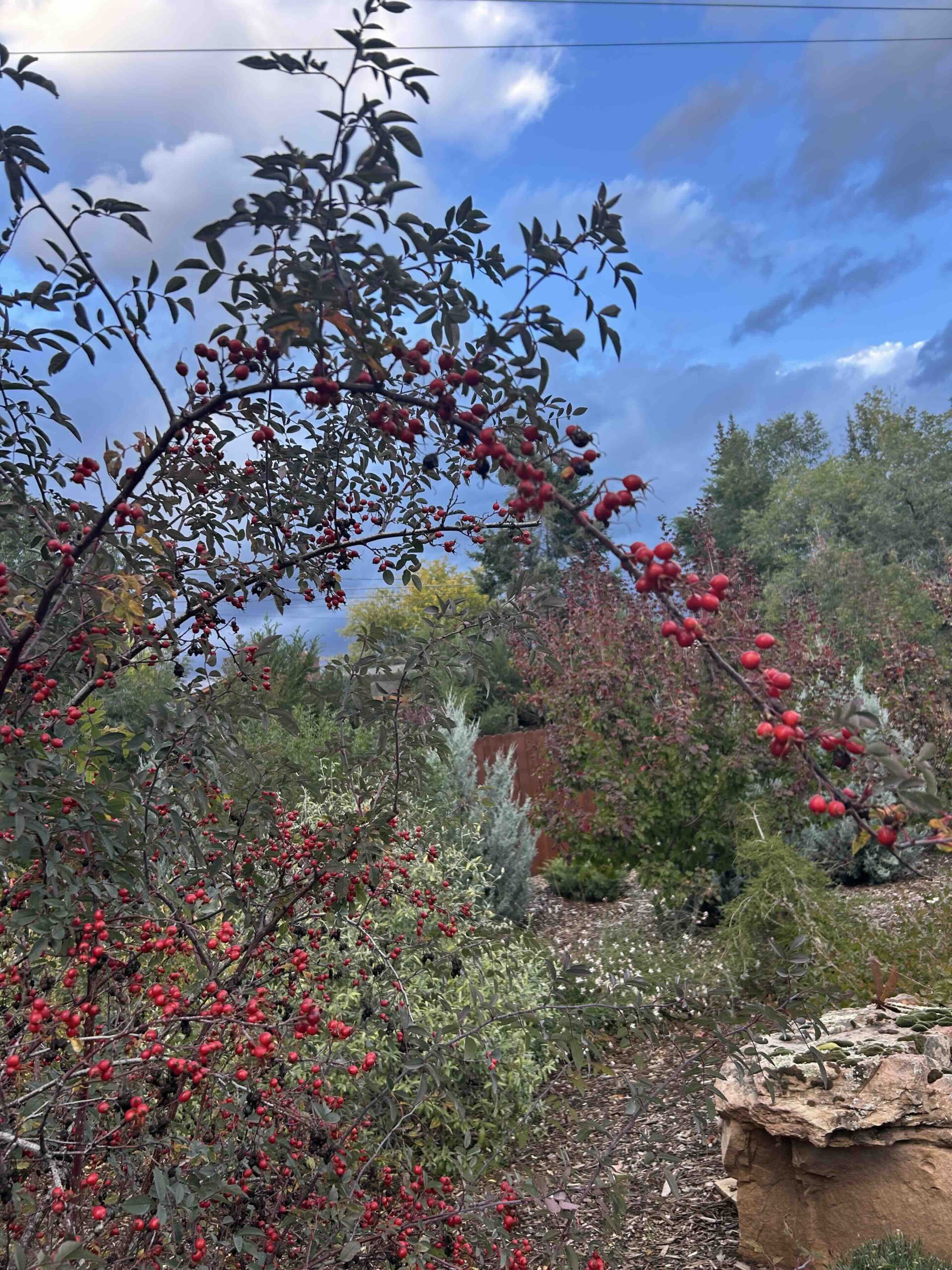 Orange-red hips on the arching blue-gray canes of Red Leaf Rose in fall